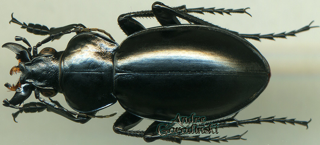 http://www.gorodinski.ru/carabidae/Callisthenes usgentensis s.str.jpg